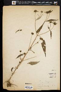 Bidens connata image