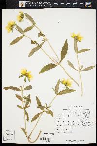 Bidens laevis image