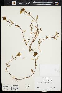 Bidens laevis image