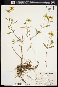 Bidens laevis image