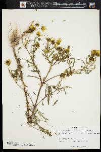 Bidens polylepis image