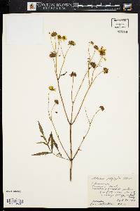 Bidens polylepis image