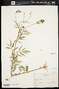 Bidens polylepis image