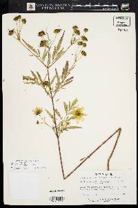 Bidens polylepis image