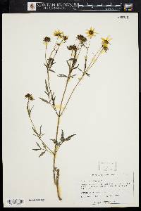 Bidens polylepis image