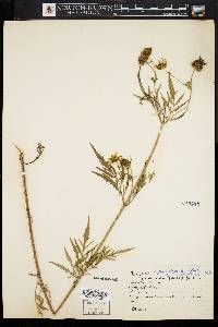 Bidens polylepis image