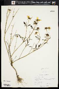 Bidens polylepis image