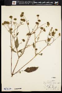 Bidens vulgata image