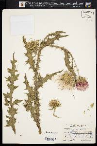 Image of Carduus acanthoides