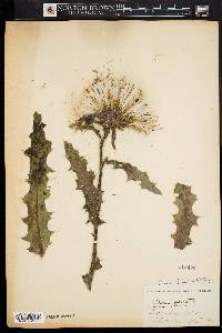 Cirsium arizonicum var. nidulum image