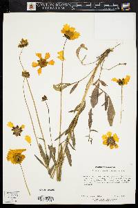 Coreopsis grandiflora image