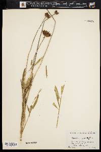 Coreopsis grandiflora image