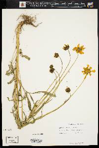 Coreopsis grandiflora image