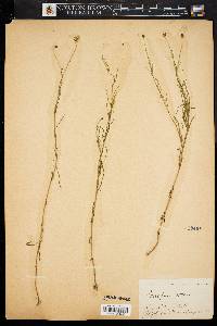 Image of Coreopsis rosea