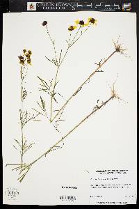 Coreopsis tinctoria image