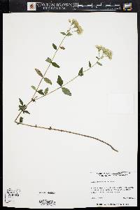 Image of Eupatorium album