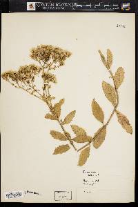 Eupatorium album image