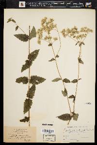 Eupatorium pilosum image