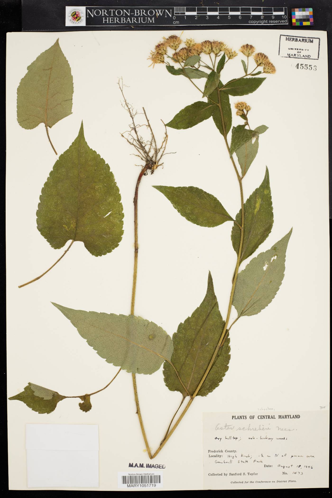 Eurybia schreberi image