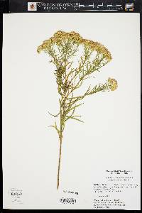 Euthamia weakleyi image