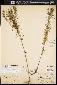 Image of Euthamia tenuifolia
