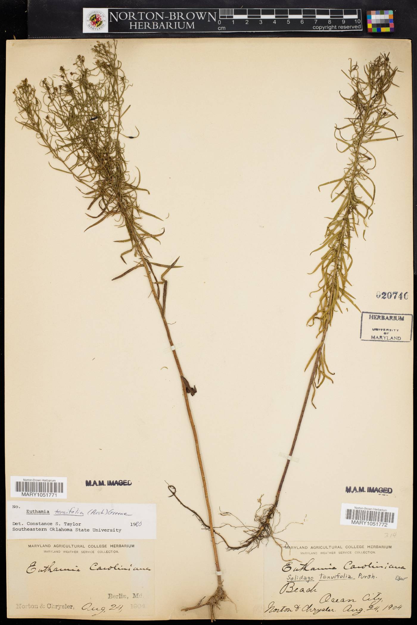 Euthamia tenuifolia image