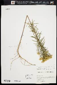 Euthamia tenuifolia image