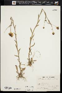 Helenium flexuosum image
