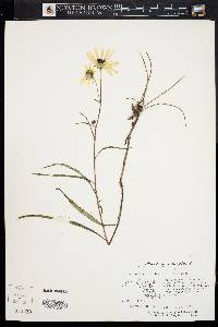 Helianthus angustifolius image