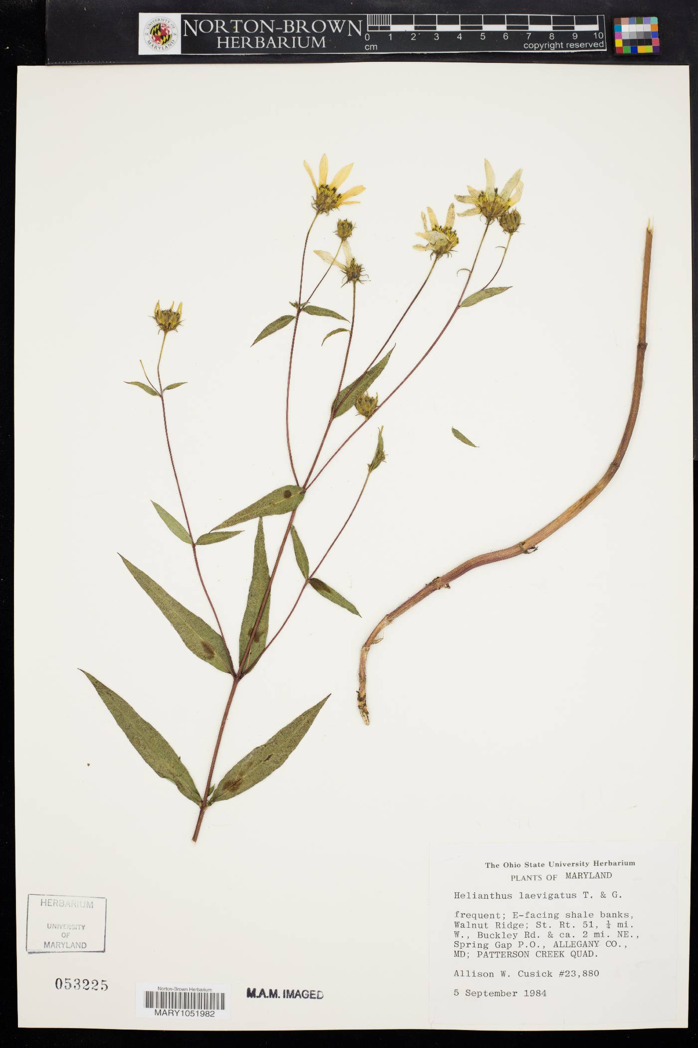 Helianthus laevigatus image