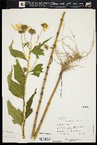 Helianthus tuberosus image