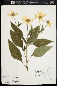 Helianthus tuberosus image