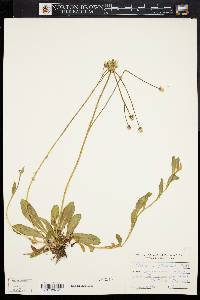 Image of Hieracium × flagellare