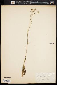 Hieracium gronovii image