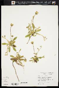 Image of Hieracium pilosella
