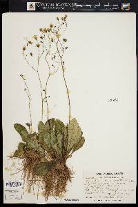 Hieracium venosum image