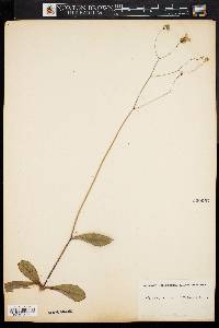 Hieracium venosum image