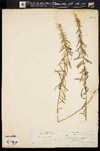 Ionactis linariifolia image