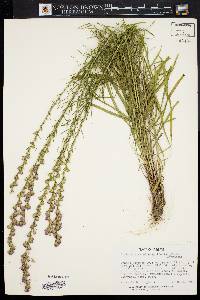 Image of Liatris graminifolia