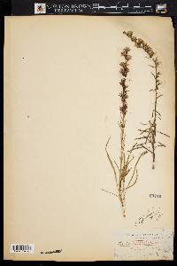 Liatris graminifolia image