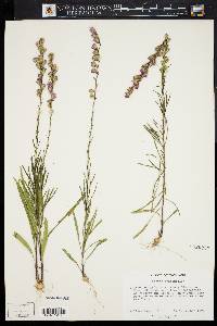 Liatris graminifolia image