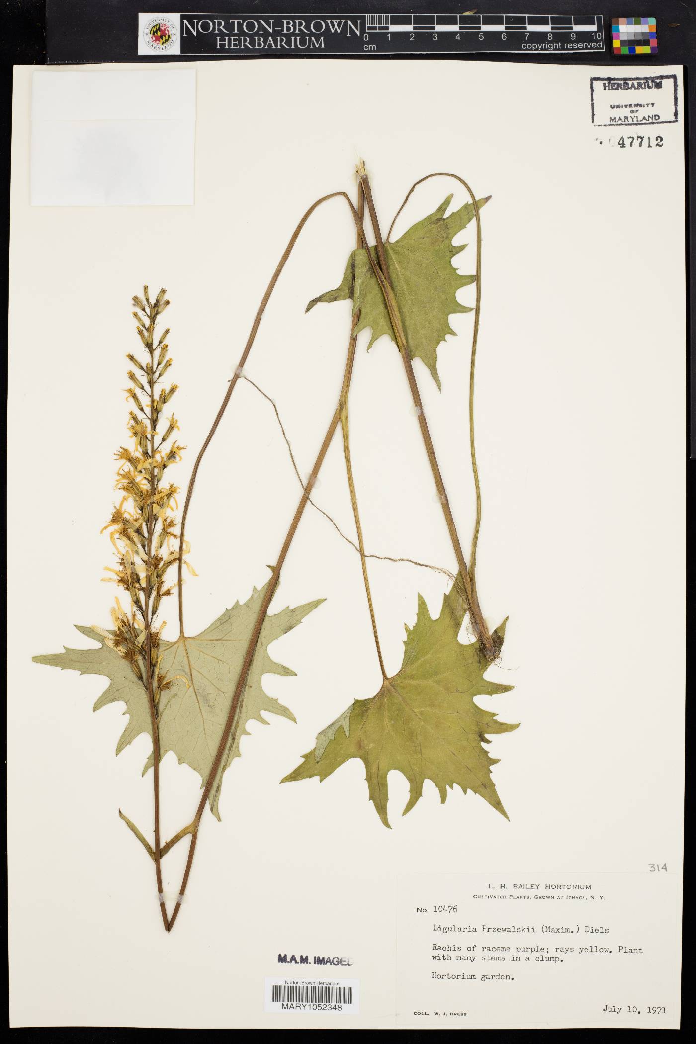 Ligularia przewalskii image