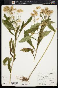 Image of Oclemena acuminata