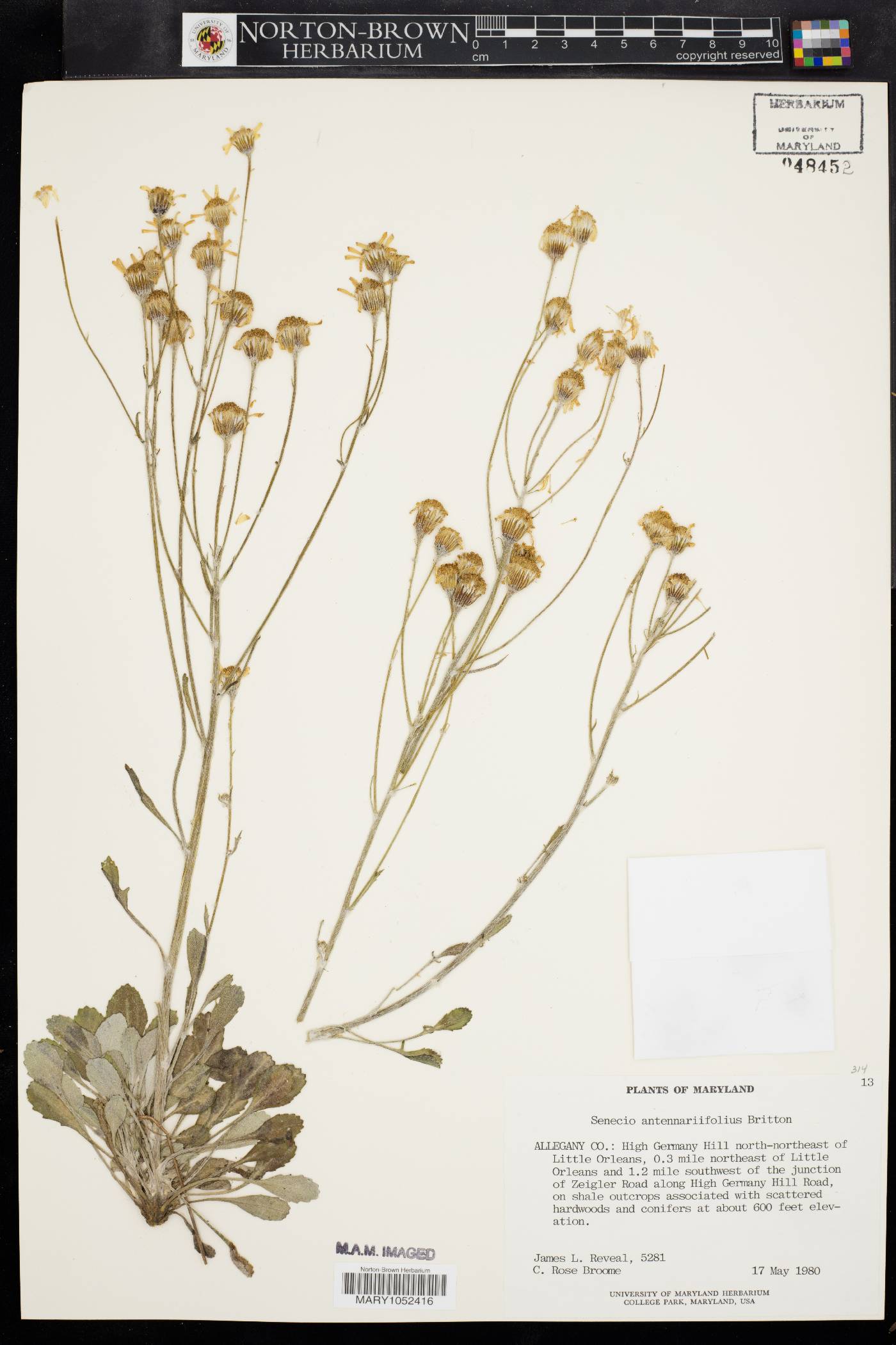 Packera antennariifolia image