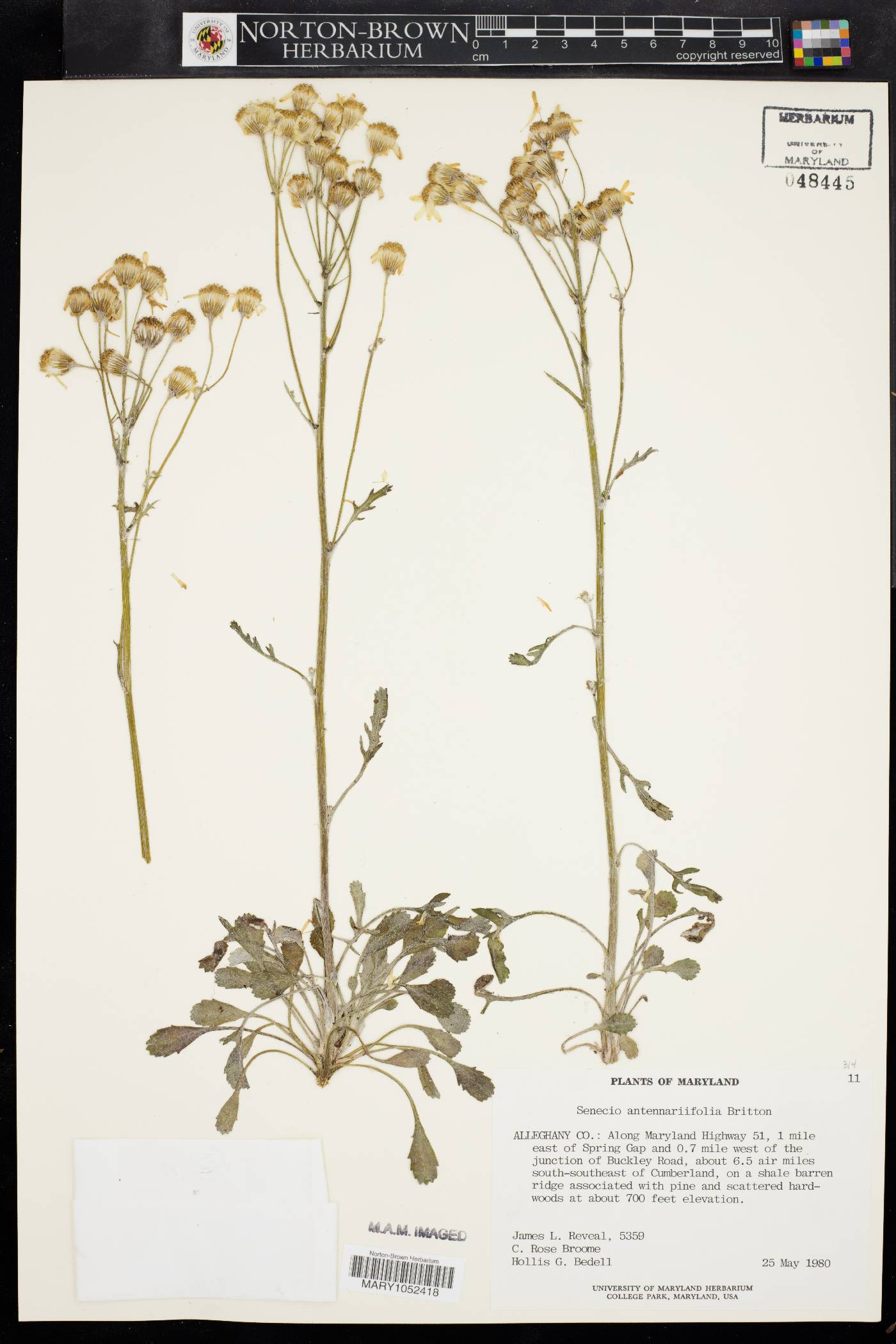 Packera antennariifolia image