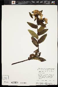 Pluchea foetida image