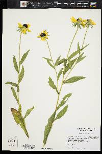 Rudbeckia hirta var. hirta image