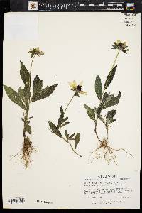 Rudbeckia hirta var. pulcherrima image