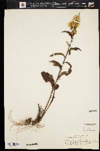 Solidago erecta image