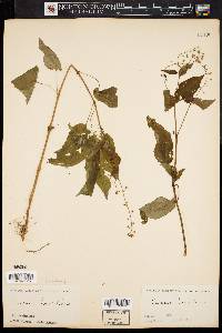 Circaea canadensis image